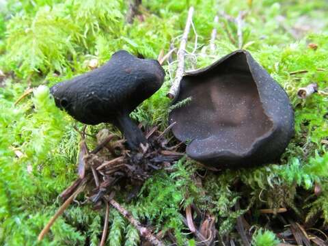 Sivun Sarcosomataceae kuva