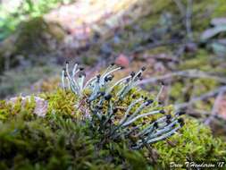 Image of nail lichen