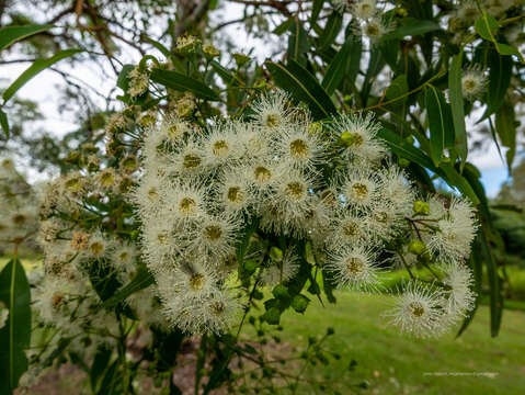 Слика од Angophora woodsiana F. M. Bailey