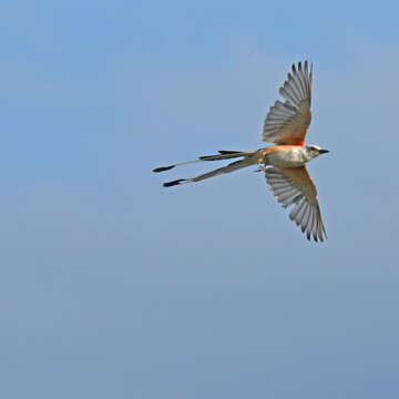 Image of Scissor-tailed Flycatcher