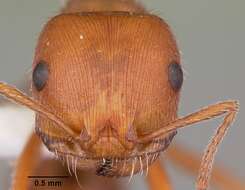 Image of Pogonomyrmex comanche Wheeler 1902