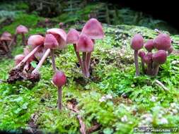 Image of Mycena