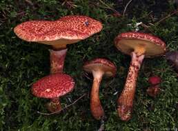 Image of Clinton’s boletus