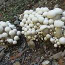 Image of Macrocybe crassa (Sacc.) Pegler & Lodge 1998