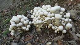 Image of Macrocybe