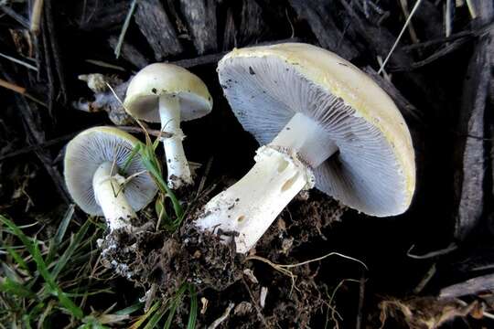 Слика од Psilocybe coronilla (Bull.) Noordel. 1995