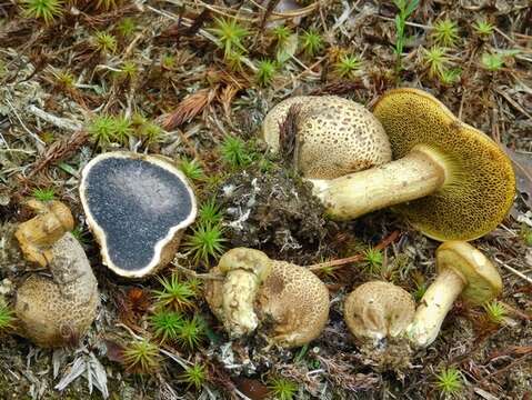 Image of Pseudoboletus