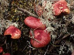 Imagem de Boletus paluster Peck 1872