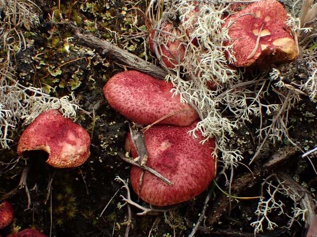 Image of Marsh bolete