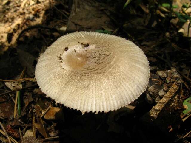 Image of Amanita farinosa Schwein. 1822