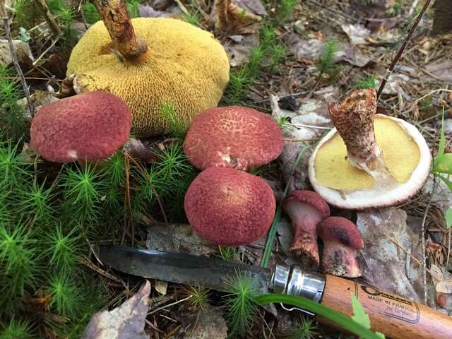 Image of Clinton’s boletus