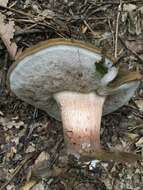 Image of Tylopilus