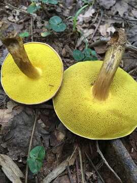 Image of Aureoboletus innixus (Frost) Halling, A. R. Bessette & Bessette 2015