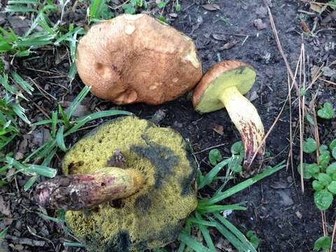 Imagem de Boletus luridellus (Murrill) Murrill 1938