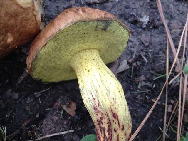 Sivun Boletus luridellus (Murrill) Murrill 1938 kuva