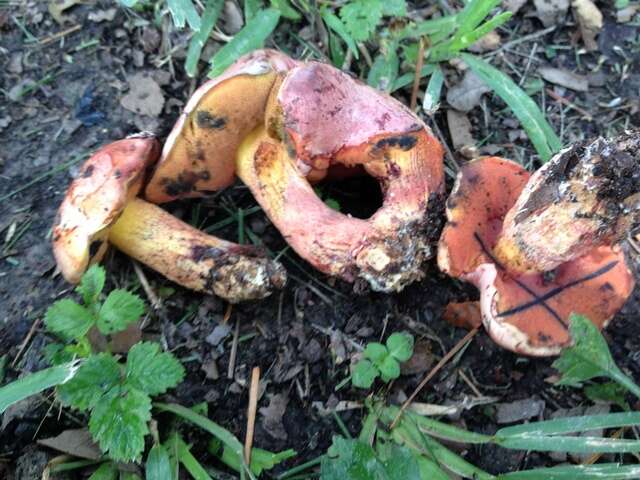 Image of Butyriboletus floridanus (Singer) G. Wu, Kuan Zhao & Zhu L. Yang 2016