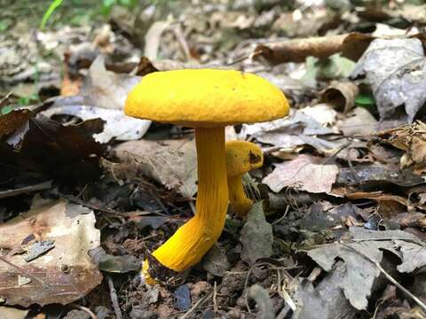 Image of Aureoboletus auriflammeus (Berk. & M. A. Curtis) G. Wu & Zhu L. Yang 2016