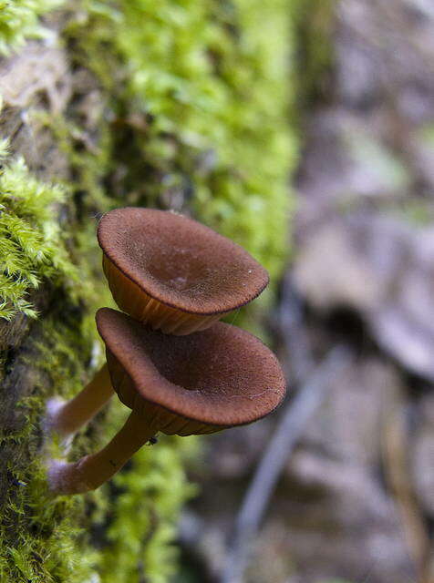 Image of Arrhenia discorosea (Pilát) Zvyagina, A. V. Alexandrova & Bulyonkova 2015