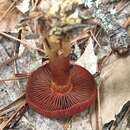 Image of Cortinarius harrisonii Ammirati, Niskanen & Liimat. 2013