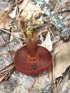 Image of Cortinarius harrisonii Ammirati, Niskanen & Liimat. 2013