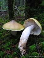 Image of Tricholoma sejunctum (Sowerby) Quél. 1872