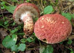 Image of Clinton’s boletus