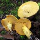 Image of Suillus subaureus (Peck) Snell 1944