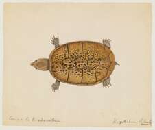 Image of mud turtle