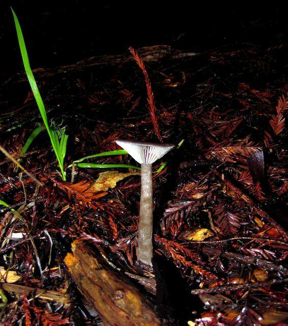 Image de Pseudoclitocybe