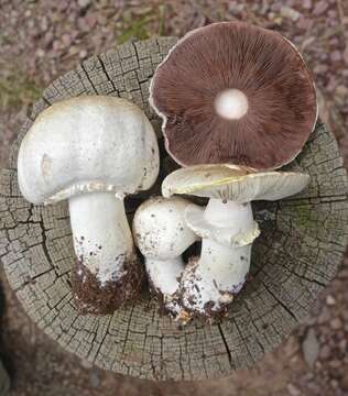 Image of Agaricus didymus Kerrigan 2016