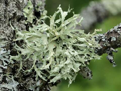 Image of American cartilage lichen