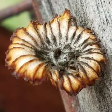 Image of Heliocybe