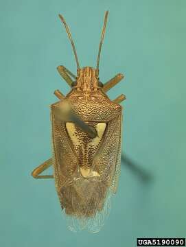 Image of <i>Oebalus ypsilongriseus</i>