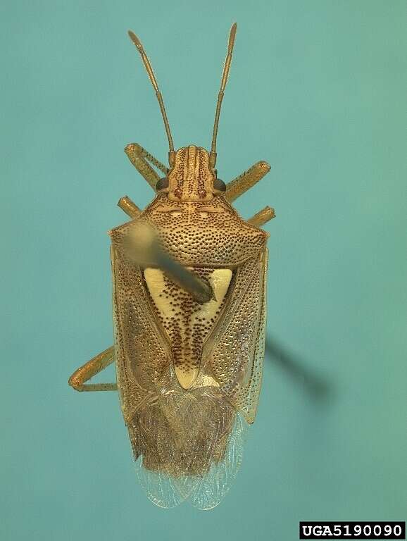 Image de <i>Oebalus ypsilongriseus</i>