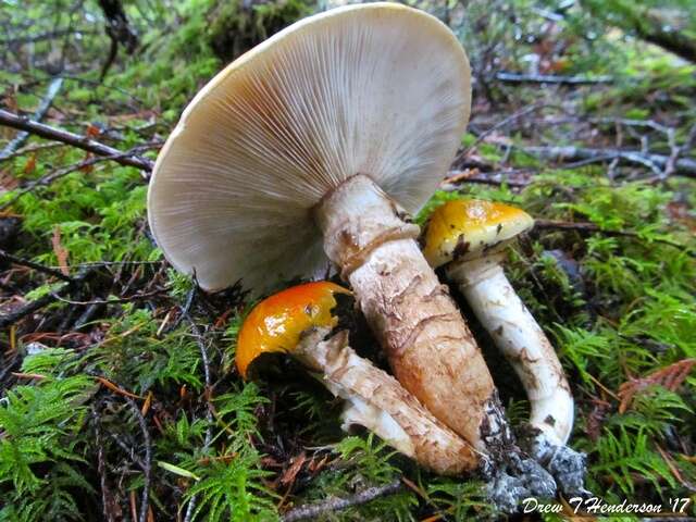 Image of Tricholoma focale (Fr.) Ricken 1914