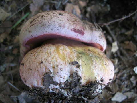 Imagem de Rubroboletus