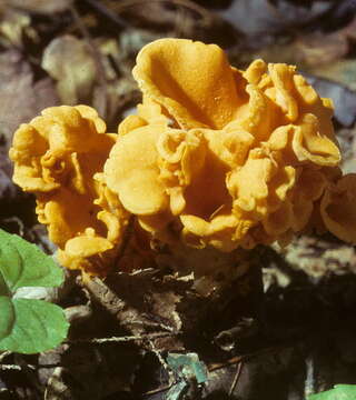 Plancia ëd Cantharellus odoratus (Schwein.) Fr. 1828