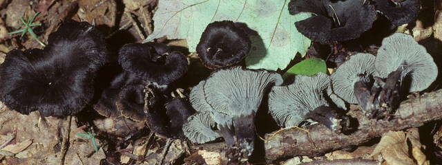 Image of Cantharellus cinereus (Pers.) Fr. 1821