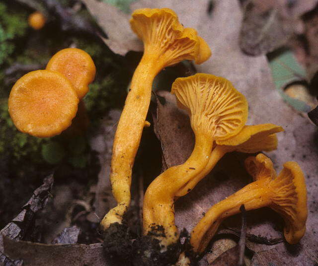 Plancia ëd Cantharellus minor Peck 1872