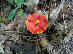 Plancia ëd Hygrocybe acutoconica (Clem.) Singer 1951