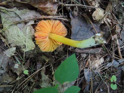 Image of Hygrocybe acutoconica (Clem.) Singer 1951