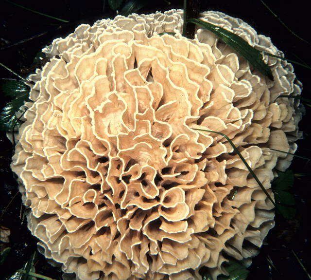 Image of Sparassidaceae