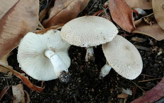 Plancia ëd Leucoagaricus