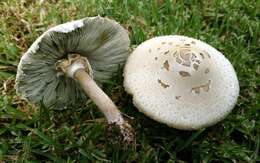 Image de Chlorophyllum