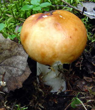 Image of Russula decolorans (Fr.) Fr. 1838