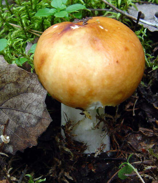 Image of Russula decolorans (Fr.) Fr. 1838