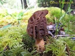 Image of Morchellaceae