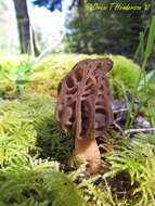 Image of Morchellaceae