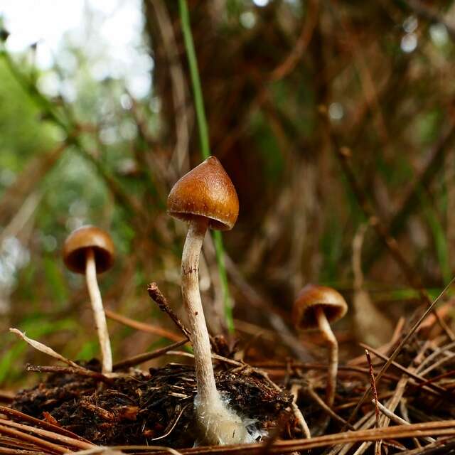 Image of Psilocybe alutacea Y. S. Chang & A. K. Mills 2006