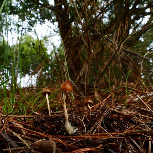 Image of Psilocybe alutacea Y. S. Chang & A. K. Mills 2006